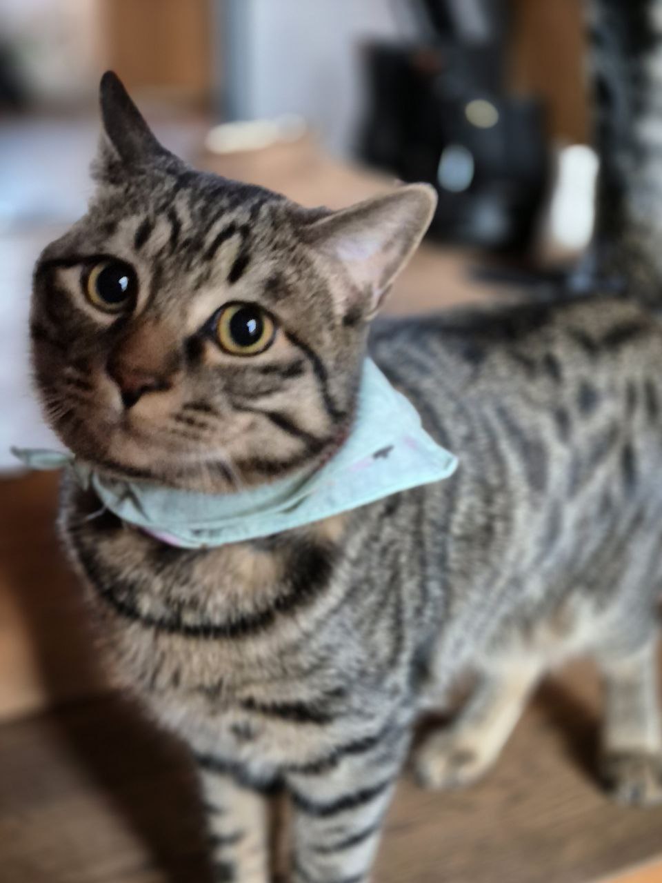 给依云姐姐看我的猫！