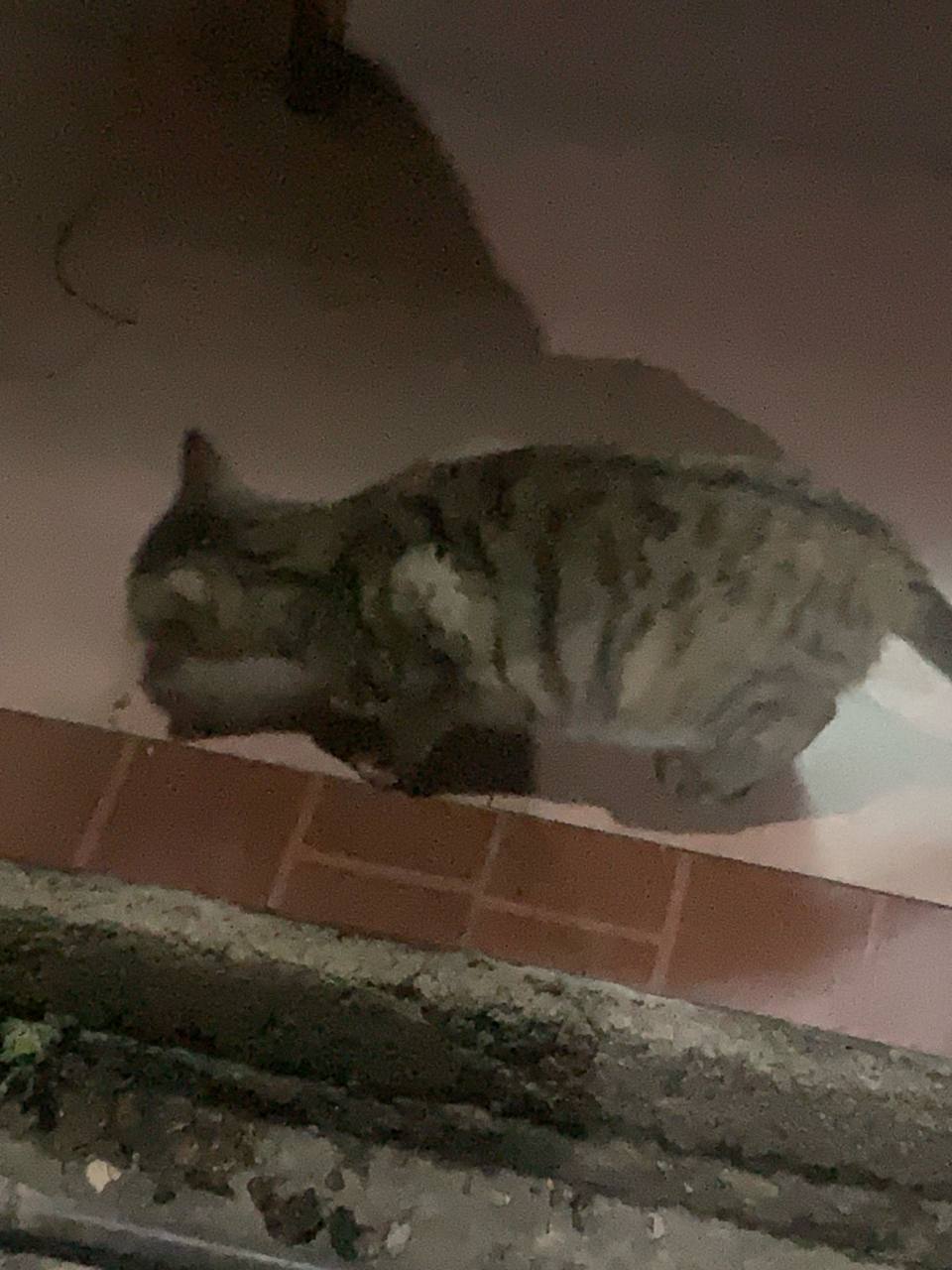 Forwarded from unknown channel:
> 快看呐 主动来狗窝要猫粮的野生猫猫