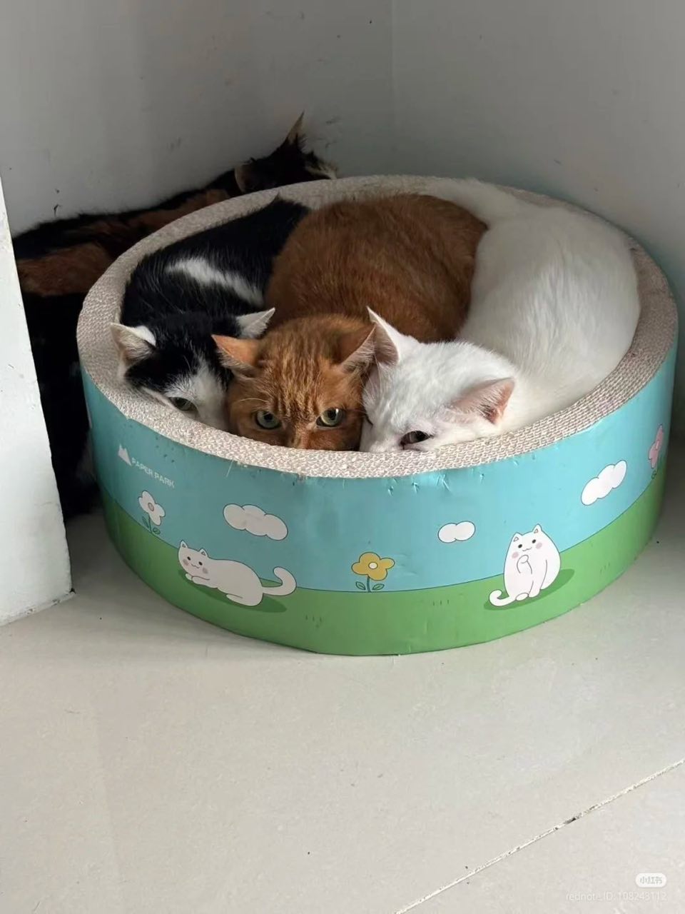 Forwarded from channel 叮当喵喵-今天你也很可爱:
> 叽里咕噜说什么呢