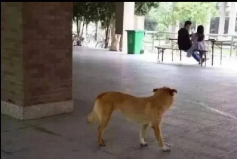 Forwarded from channel 心惊报:
> via my nbkls